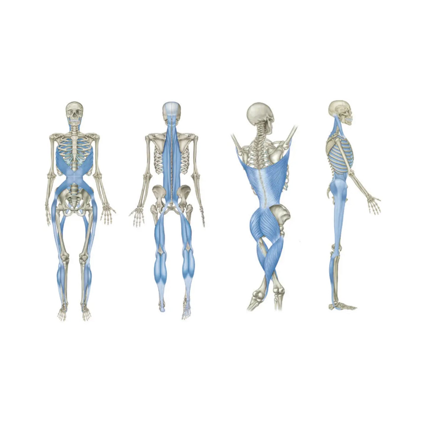 Reformer